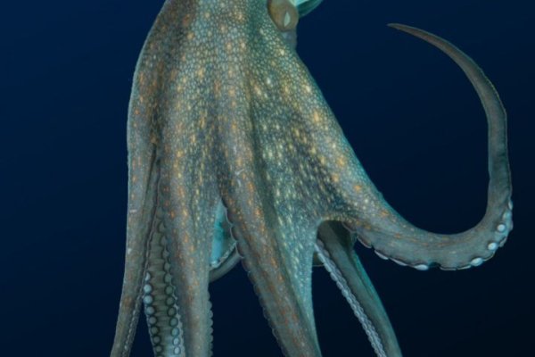 Kraken 26at