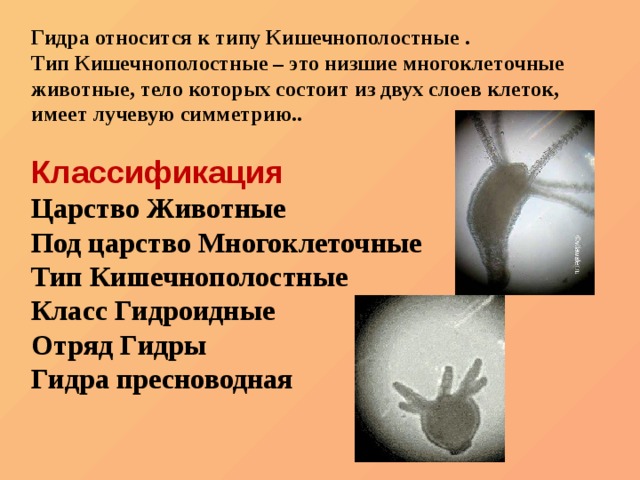 Маркет плейс кракен маркетплейс