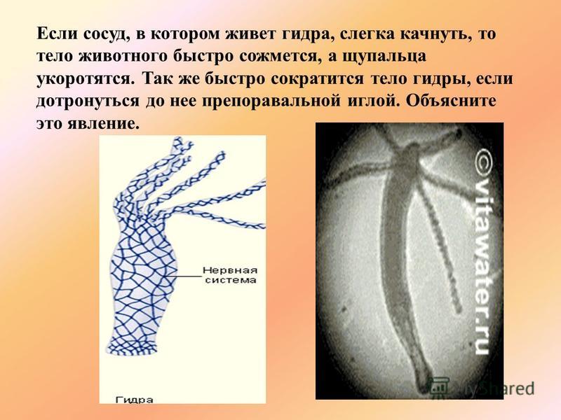 Кракен магазин тор